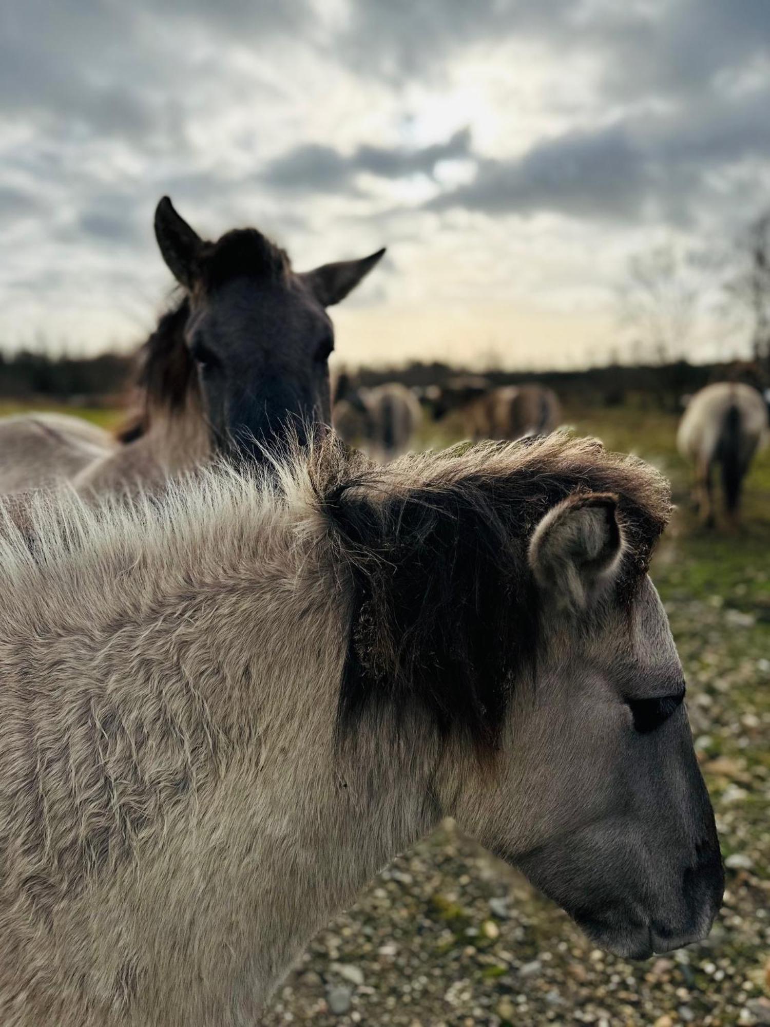 Wuytershoef Villa Dilsen-Stokkem Buitenkant foto
